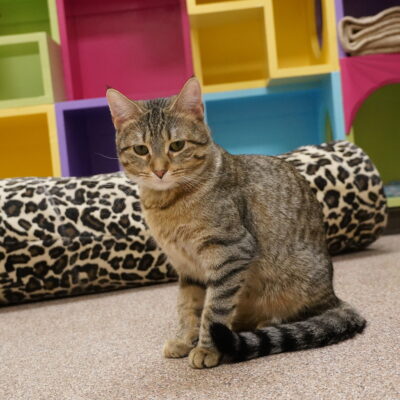 Molly is a brown female tabby.