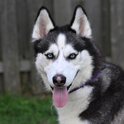 Husky mix