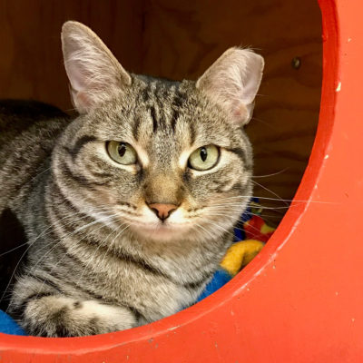 Nueva is a sweet female brown tabby.