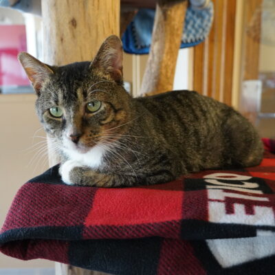 Octavius is a very friendly brown male tabby with white paws and chest.