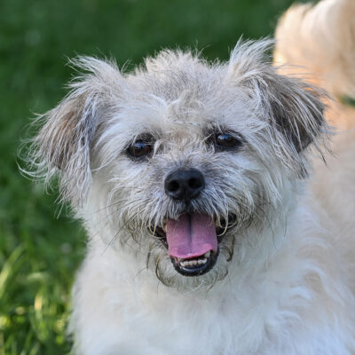Cairn Terrier mix