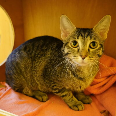 Payton is a very friendly brown female tabby.