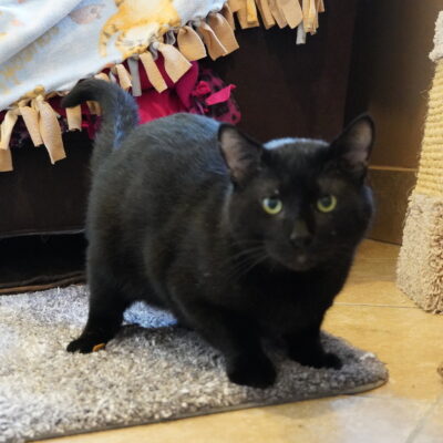 Pepper is a friendly black male.