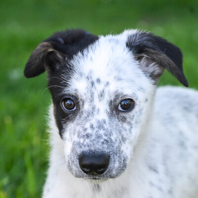 Cattle Dog mix