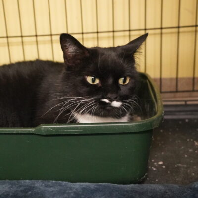 Poe is a fairly friendly female Tuxedo.