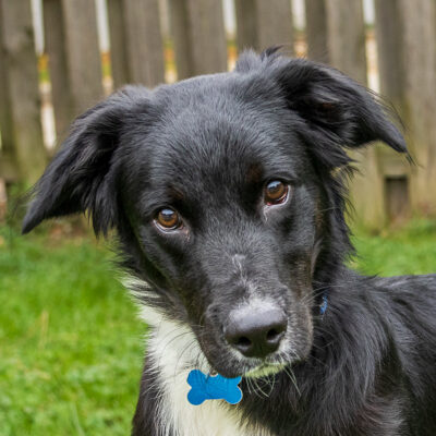 Border Collie/lab mix