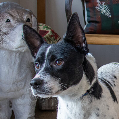 Australian Cattle Dog/Heeler mix