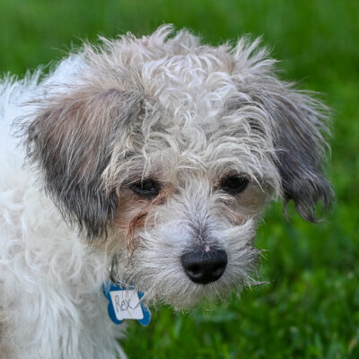 Poodle/Maltese mix