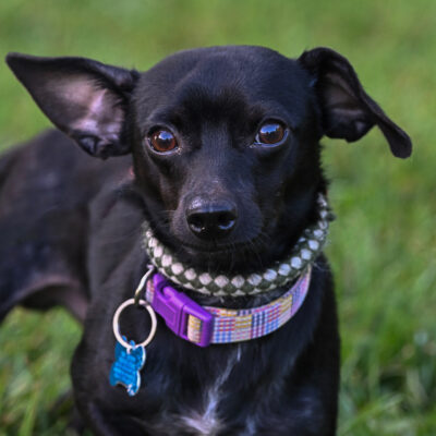 Dachshund/Chihuahua mix