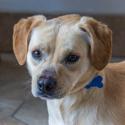 Corgi Labrador retriever mix