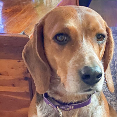 Beagle mix