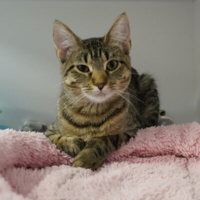 Roxy is a female brown tabby.