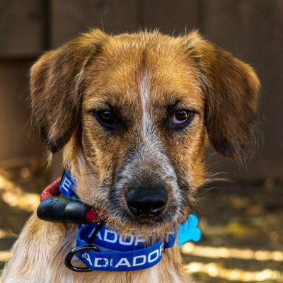 Terrier/Cattle Dog Mix