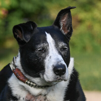 Border Collie mix
