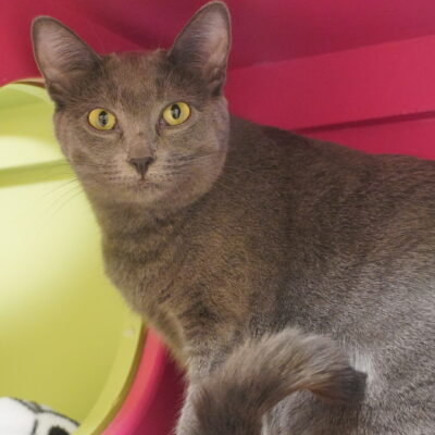 Sasha-II is a shy small gray female.