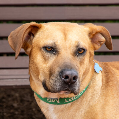 Lab mix
