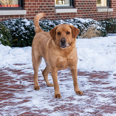 Lab mix