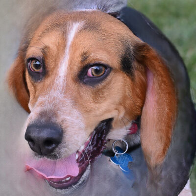 Beagle mix
