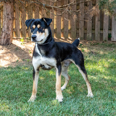 Shepherd mix