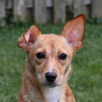 Lab/Terrier mix