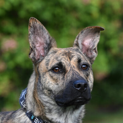 Hound mix