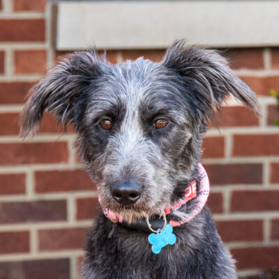 Poodle/Shepherd mix