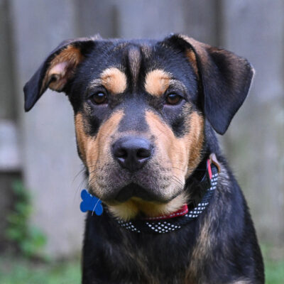 Shar Pei mix