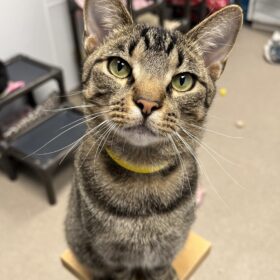 A buddy