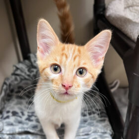 A buddy