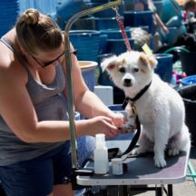 Image from the Dog Wash event on August 19, 2017